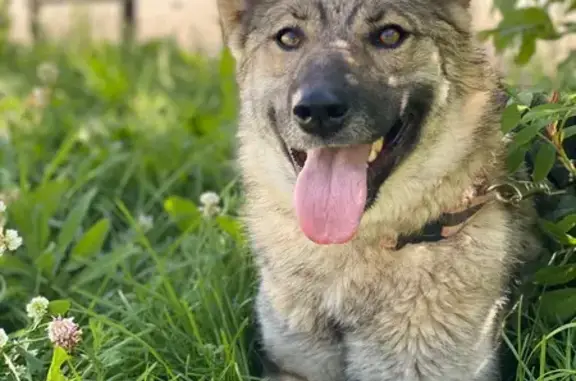 Пропала собака, женский, улица Победы, 12, Куеда - photo