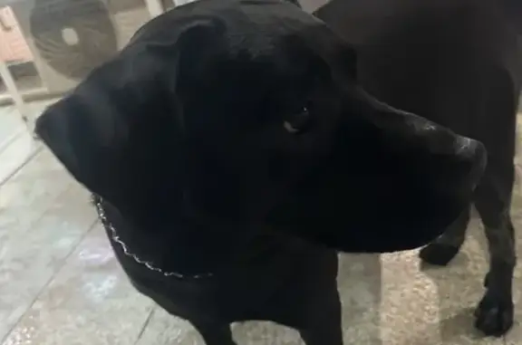 Найдена собака, Уфа, фото: Найдена собака, Уфа, Башкортостан - черный лабрадор, девочка