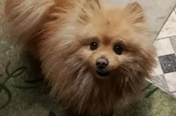 Объявления о пропавших и найденных животных, Волгоград, фото: Найдена собака, Майская улица, Волгоград - порода шпиц