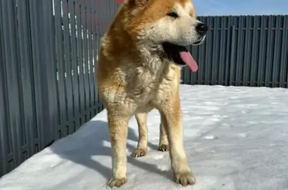 Найдена собака, Пушкино, фото: Найден собака, улица Дзержинского, Пушкино - акита ину