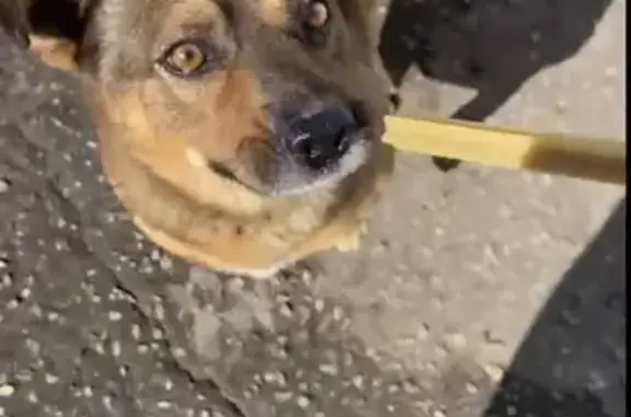 Пропал собака, мужской, улица Ильича, 21А, Тихорецк - рыжий с черными отметинами - photo