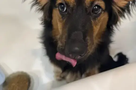 Найдена собака, Новосибирск, фото: Найдена собака, Красный проспект, 220 к33А, Новосибирск - добрая и доверчивая