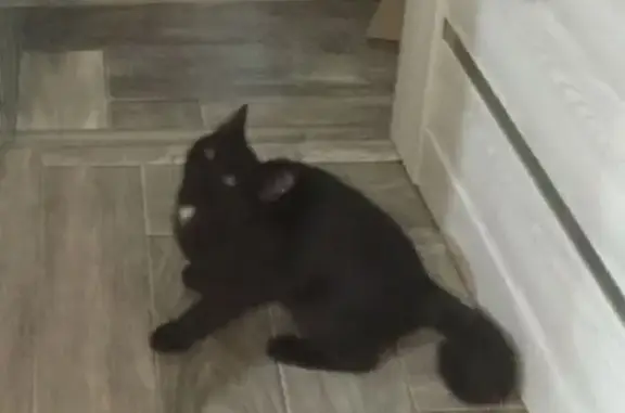 Пропал кот, 1-й переулок Краснознамённой, Лиски - черный с белым пятнышком - photo