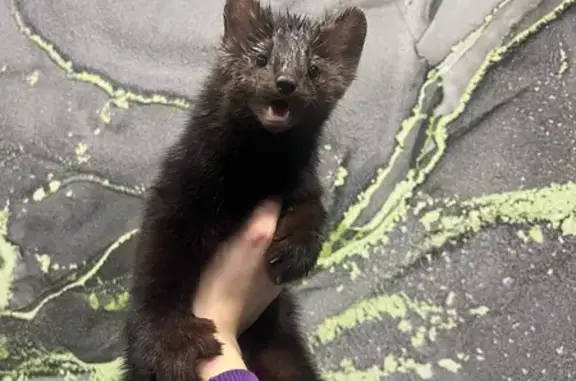 Объявления о пропавших и найденных животных, Сланцы, фото: Пропал другой, женский, улица Ленина, 30Б, Сланцы