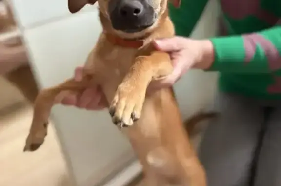 Найдена собака, Воронеж, фото: Найдена собака, женский пол, улица Циолковского, 34/2, Воронеж - рыжая с коричневым ошейником