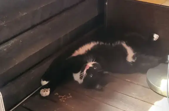 Пропал кот, улица Ленина, 224, Елизаветинская - чёрный с белой грудкой - photo