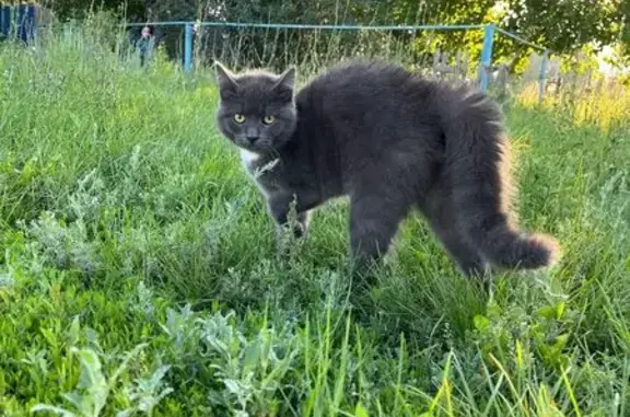 Пропал кот, светло-серый с белым пятном, Отрадный, Самарская область - photo