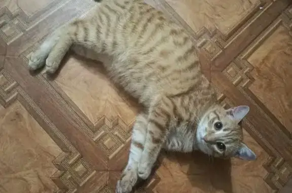 Пропал кот, Отрадный, Самарская область - рыже-белый в полоску - photo