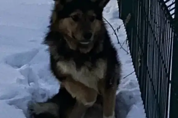 Найдена собака, Томск, фото: Найдена собака, проспект Мира, 1, Томск - черная с подпалом и белой грудкой