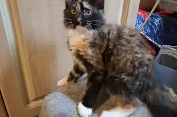 Пропала кошка, Южный переулок, 15, Калининград - photo