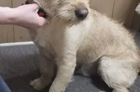 Найдена собака, Подольск, фото: Найден собака, мужской, Большая Серпуховская улица, 161, Подольск