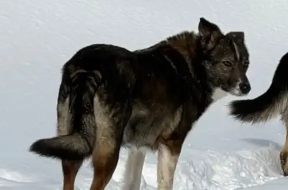 Пропала собака, Парковая улица, Городна, Коломна - коричнево-серая с белой грудью - photo