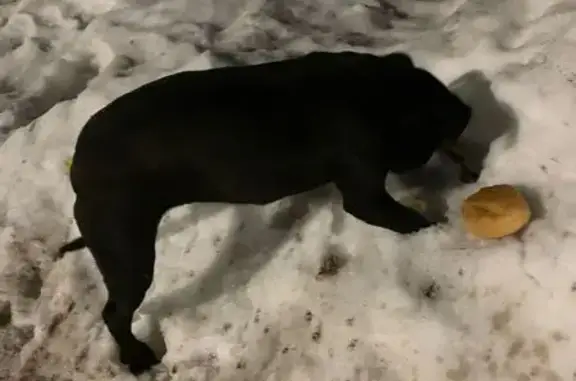 Объявления о пропавших и найденных животных, Сорочинск, фото: Найдена собака, девочка, улица Фадеева, Сорочинск - похожа на Стаффорда