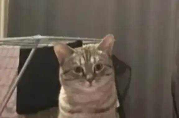 Пропал кот, Коксовая улица, 26, Прокопьевск - откликается на имя Рокки - photo