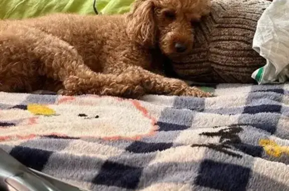 Пропал собака, Революционная улица, Самара - бежевый окрас, без ошейника - photo