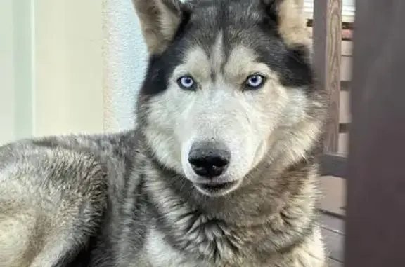 Найдена собака, Вёшки, фото: Найден собака, Центральная улица, Вёшки - хаски, кобель