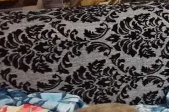 Кошки потеряшки, Нижний Тагил, фото: Потеряшка кошка, Молодёжная улица, 24А, Нижний Тагил - окрас серый с пятнами, синие глаза