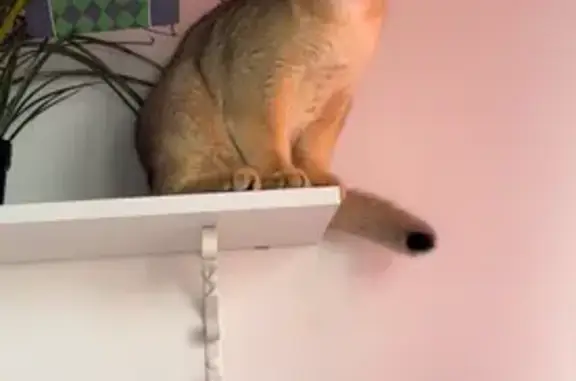 Пропал кот, улица Жлобы, 141, Краснодар - любит играться водичкой - photo