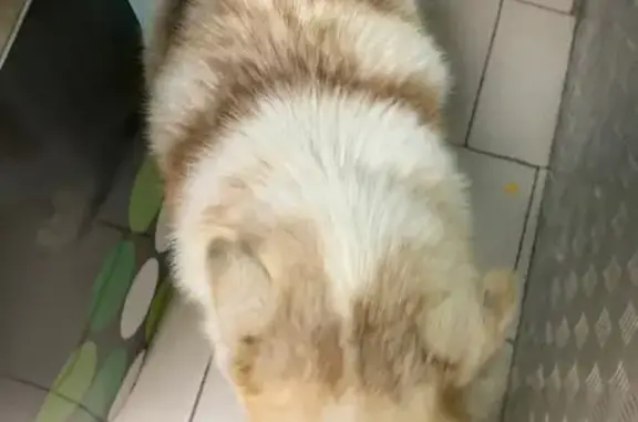 Найдена собака, Чебоксары, фото: Найдена собака хаски с голубыми глазами, улица Никиты Сверчкова, Чебоксары