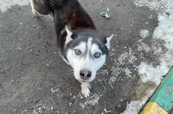 Найдена собака, Тула, фото: Найдена собака, женская, улица Генерала Маргелова, 1, Тула - молоденькая хаски с кожаным ошейником