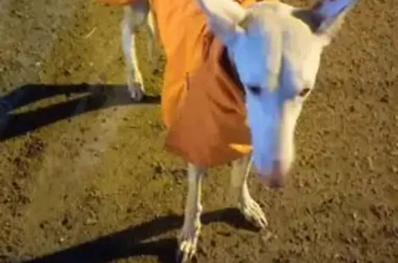 Найдена собака, Ставропольская, фото: Найден собака, улица Фрунзе, Ставропольская - в оранжевой накидке