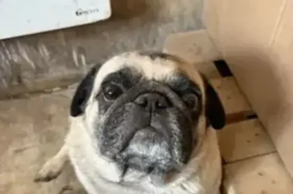 Пропал собака, улица Ромашина, Клинцы - черно-белый окрас - photo