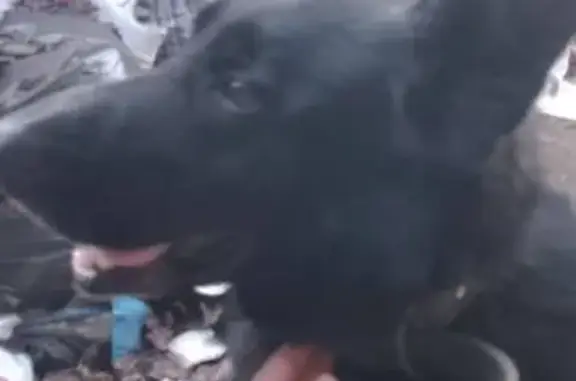 Найдена собака, Псков, фото: Найден собака, мужской, Мирная улица, 11, Псков - добродушный мальчик