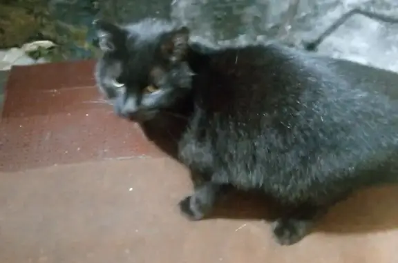 Найдена кошка, Асбест, фото: Найдена кошка, Асбест, Свердловская область - черная девочка с белым пятнышком