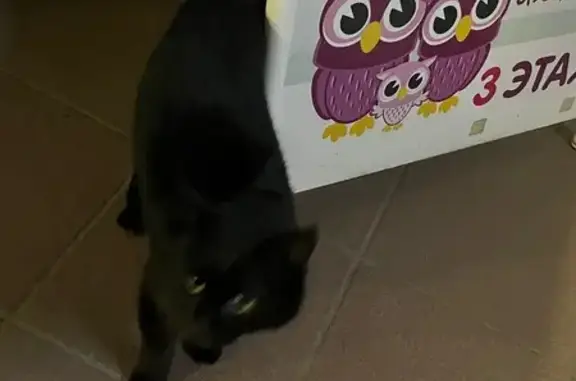 Найдена кошка, Химки, фото: Найдена кошка, Северная улица, Химки - красный ошейник, белые лапки