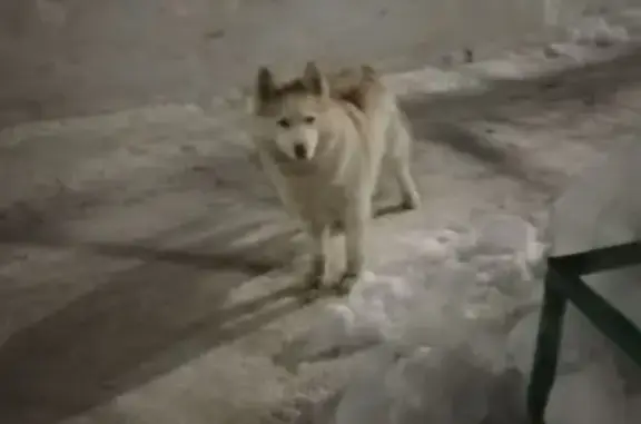 Найдена собака, Чебоксары, фото: Найден собака, улица Лебедева, 3, Чебоксары - с ошейником