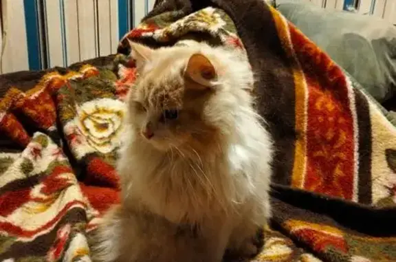 Найдена кошка, Ногинск, фото: Найден кот, улица Воздушных Десантников, Ногинск - персиковый окрас, очень ласковый