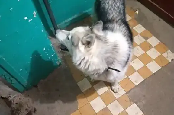 Найдена собака, Первомайский, фото: Найден собака, Интернациональная улица, Первомайский - серый хаски с черным ошейником