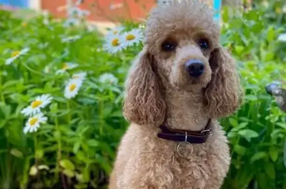 Пропал собака, Малосковская улица, Самара - рыже-карий пудель - photo