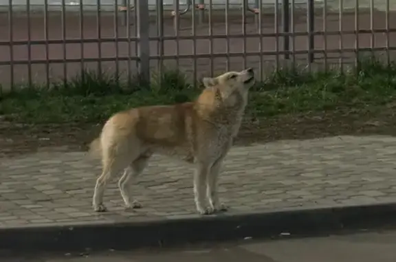 Найдена собака, Краснодар, фото: Найдена собака, улица Марины Цветаевой, 1 к1, Краснодар - воет, видно, что потерялась