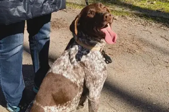 Объявления о пропавших и найденных животных, Ростов-на-Дону, фото: Найдена собака, проспект Сельмаш, 15, Ростов-на-Дону - девочка Курцхар