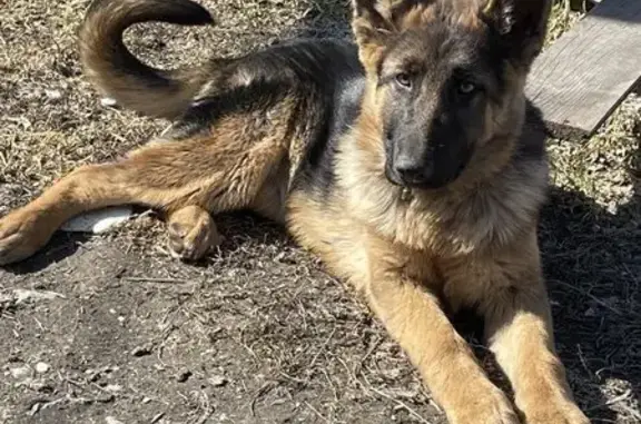 Пропала собака, Набережная улица, 12, Курган - кормящая, висит грудь - photo