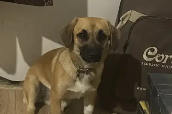 Пропала собака, Ясная улица, Российский - рыжая с черной мордочкой - photo