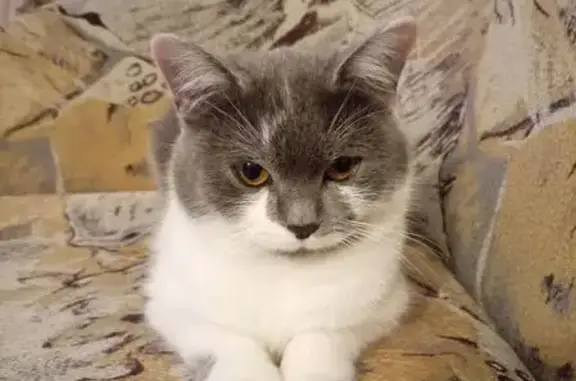 Пропала кошка, улица Калинина, 81, Лабинск - серая с белым - photo
