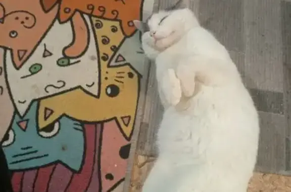 Пропала кошка, улица Мира, 13, Карабаново - photo