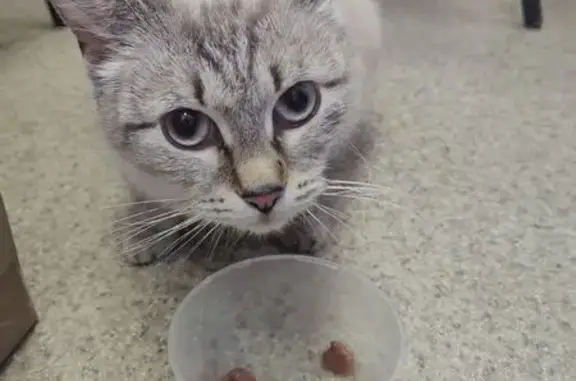 Найдена кошка, Вологда, фото: Найдена кошка, улица Герцена, 20, Вологда - окрас сиамской кошки с голубыми глазами