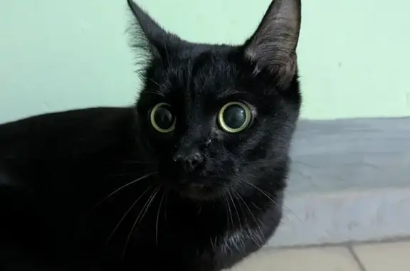 Найдена кошка, Чебоксары, фото: Найдена кошка, женский пол, Радужная улица, 16, Чебоксары - черная с белым пятнышком