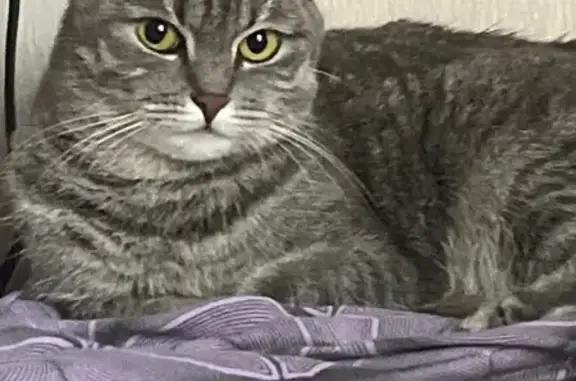 Пропала кошка, Яковлевский переулок, Санкт-Петербург - photo