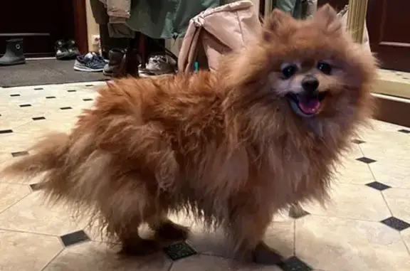 Найдена собака, Красково, фото: Найдена собака, девочка, Вокзальная улица, 30А, Красково