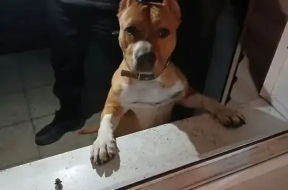 Найдена собака, Брянск, фото: Найден собака, Карачижский переулок, Брянск - рыжий амстафф с ошейником