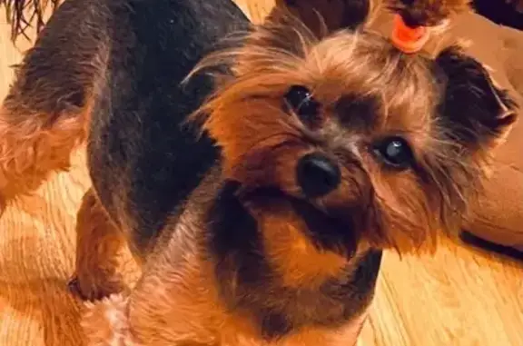 Пропала собака, женский пол, улица Скульптора Мухиной, Москва - 12 лет, нет зубов - photo