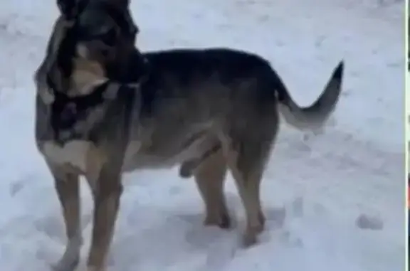 Пропал собака, 2-я Молодёжная улица, 27А, Высокая Гора - серая дворняга в ошейнике - photo