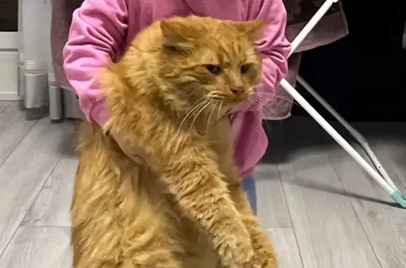 Пропал кот, улица Кирова, 15, Кимры - рыжий пушистый, откликается на Симба - photo