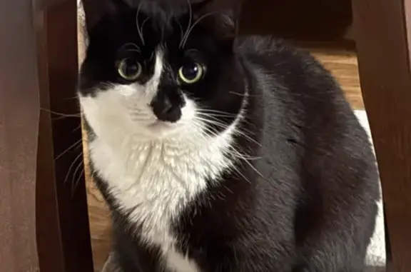 Пропала кошка, Осановский проезд, 14, Вологда - черно-белая, 2 года - photo