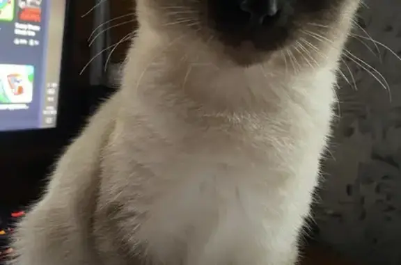 Кошки потеряшки, Урень, фото: Потеряшка кот, Урень, Нижегородская область - тайский котёнок с тёмной мордочкой