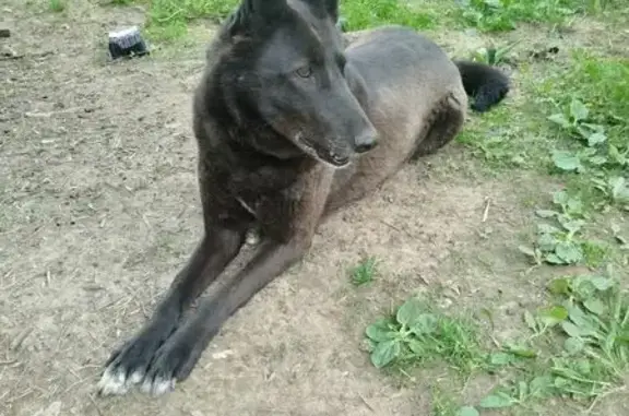 Пропала собака, женский пол, Яснополянская улица, 12, Нижний Новгород - photo